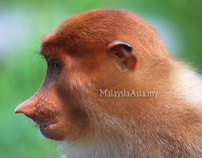 Proboscis Monkey from Sabah Borneo
