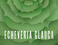 Echeveria Glauca