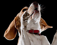 Ava The Flying Beagle
