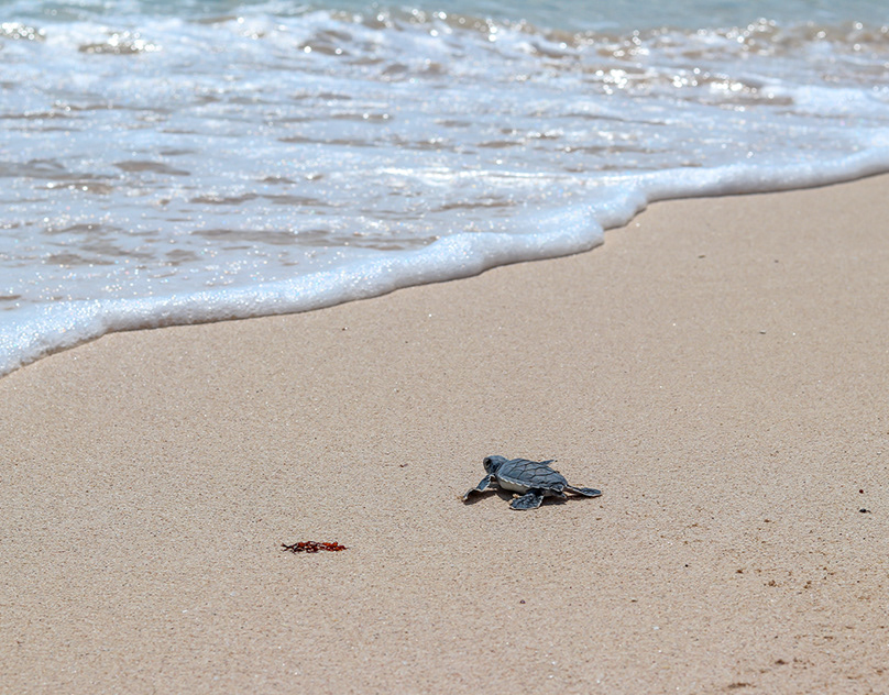 Liberación de Tortugas en la Riviera Maya