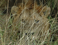 Kenya 2007: Safari