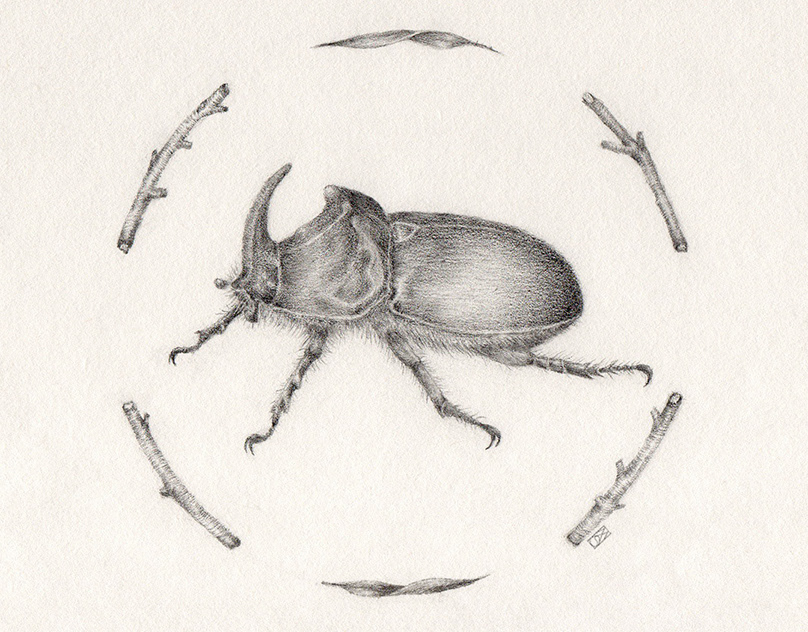 Animal/insect pencil illustration
