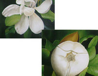 Magnolia lyfe cycle