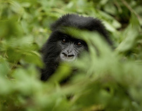 Gorilla tourism in Rwanda