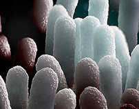 Electron microscope bacteria visualisation
