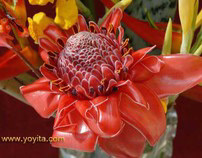 Atelier Yoyita Photography Exotic Tropical flowers