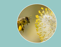 Pollen Predictor – International Space Apps Challenge