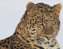 WWF Adopt an Amur Leopard Flier Envelope