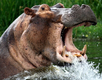 Hippos of the Nile