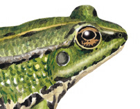 Guide to the Amphibians and Reptiles of Galicia