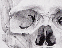 Skull Study - Human