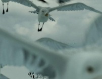 3d animated seagulls