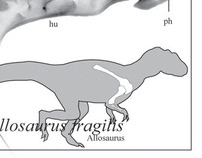 Dinosaur Illustrations