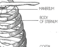 Anatomy of the Hue-Man body