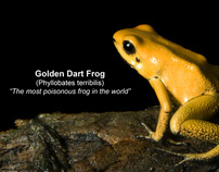 Poison Dart Frog Infographic Display