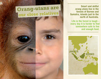Taronga Orangutan Rainforest