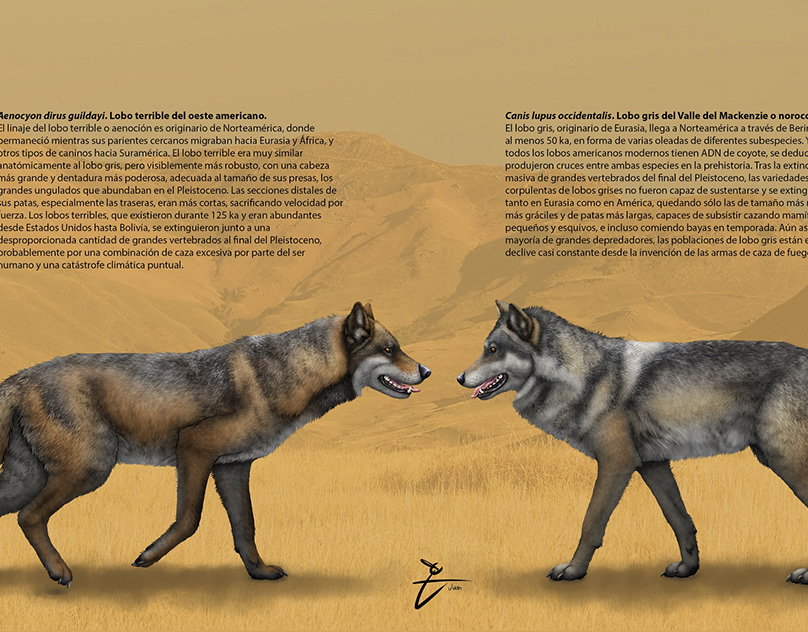 Aenocyon dirus & Canis lupus. Dire wolf & gray wolf.