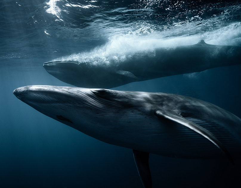 Underwater & Ocean Conservation Photography & Filmmaking