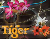 tiger translate 2008