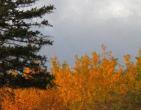Autumn Colors in Calgary, Alberta
