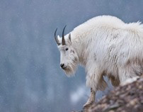 Elk, Deer, Goat & Sheep - Big Game Wildlife Photography
