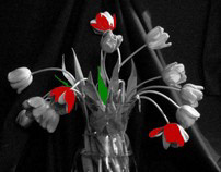 Tulips with  B&W effects