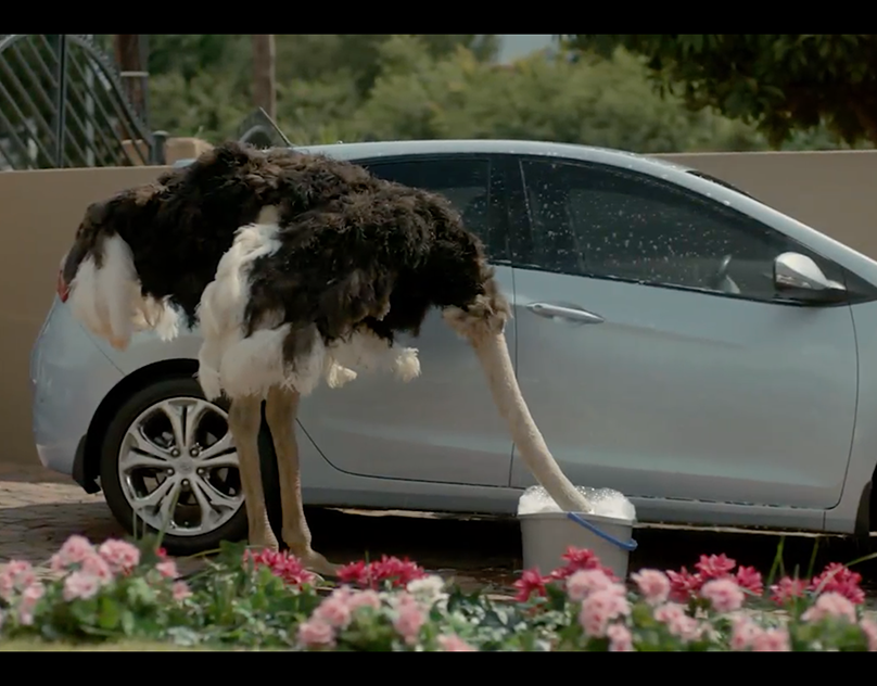 insurance commercial with ostrich