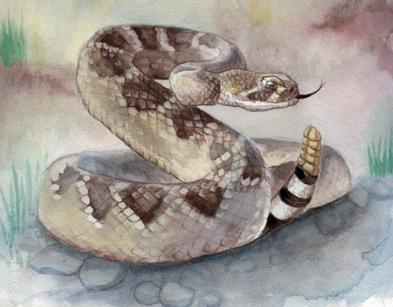 Diamondback Rattlesnake.