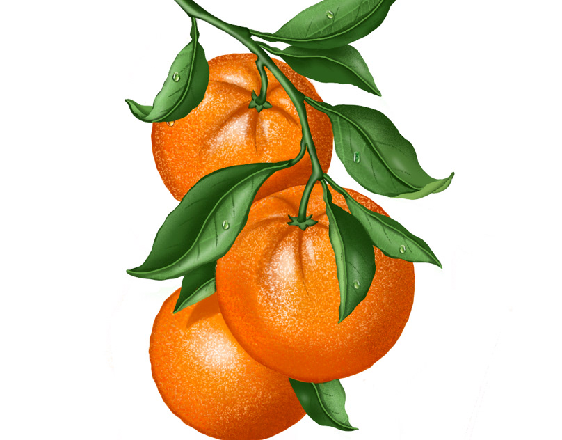Dibujo mandarina