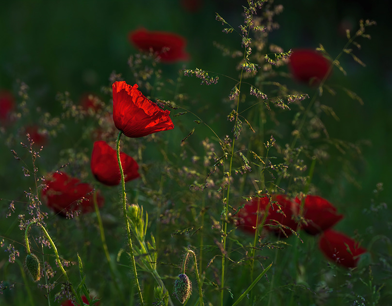 Poppies near my home