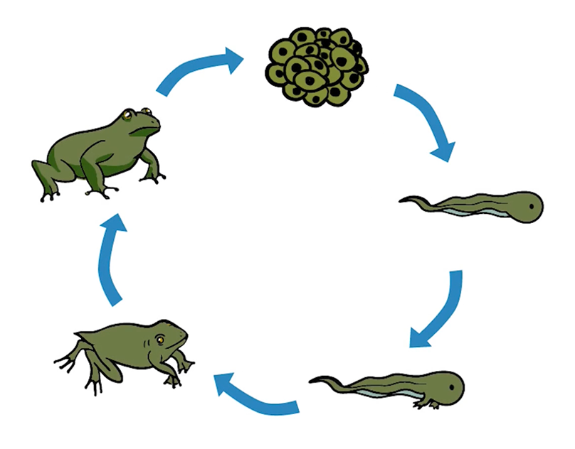 Стадия развития ящерицы. Цикл развития лягушки схема. Жизненный цикл развития лягушки. Онтогенез лягушки стадии жизненного цикла. Жизненный цикл лягушки zhiznennyy tsikl Lyagushki.