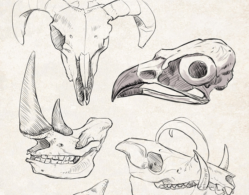 how to draw animal skulls