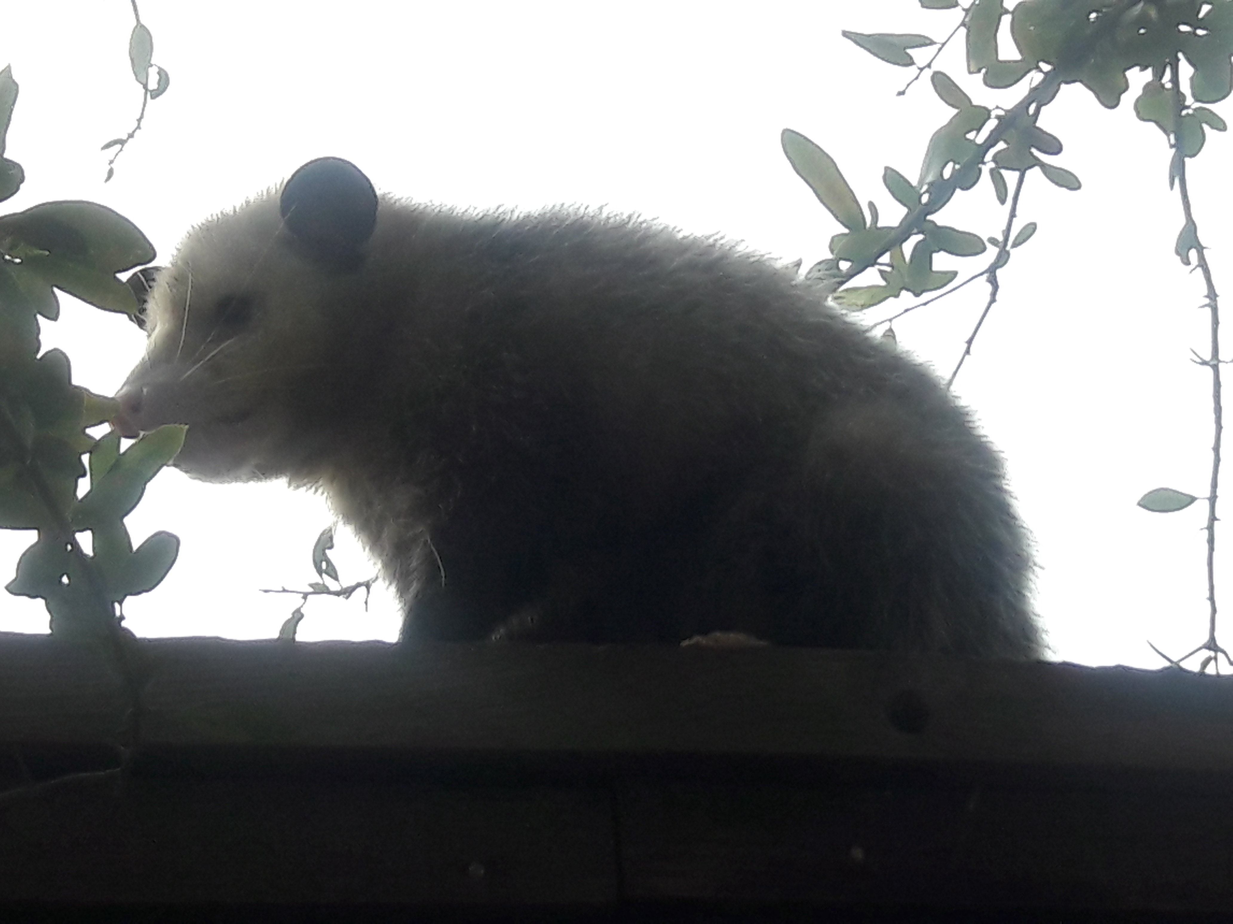 Adult Opossum on a fence rendition image