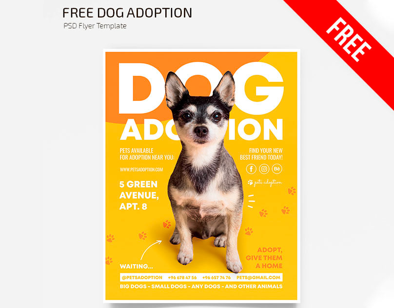 small dogs for adoption free dog