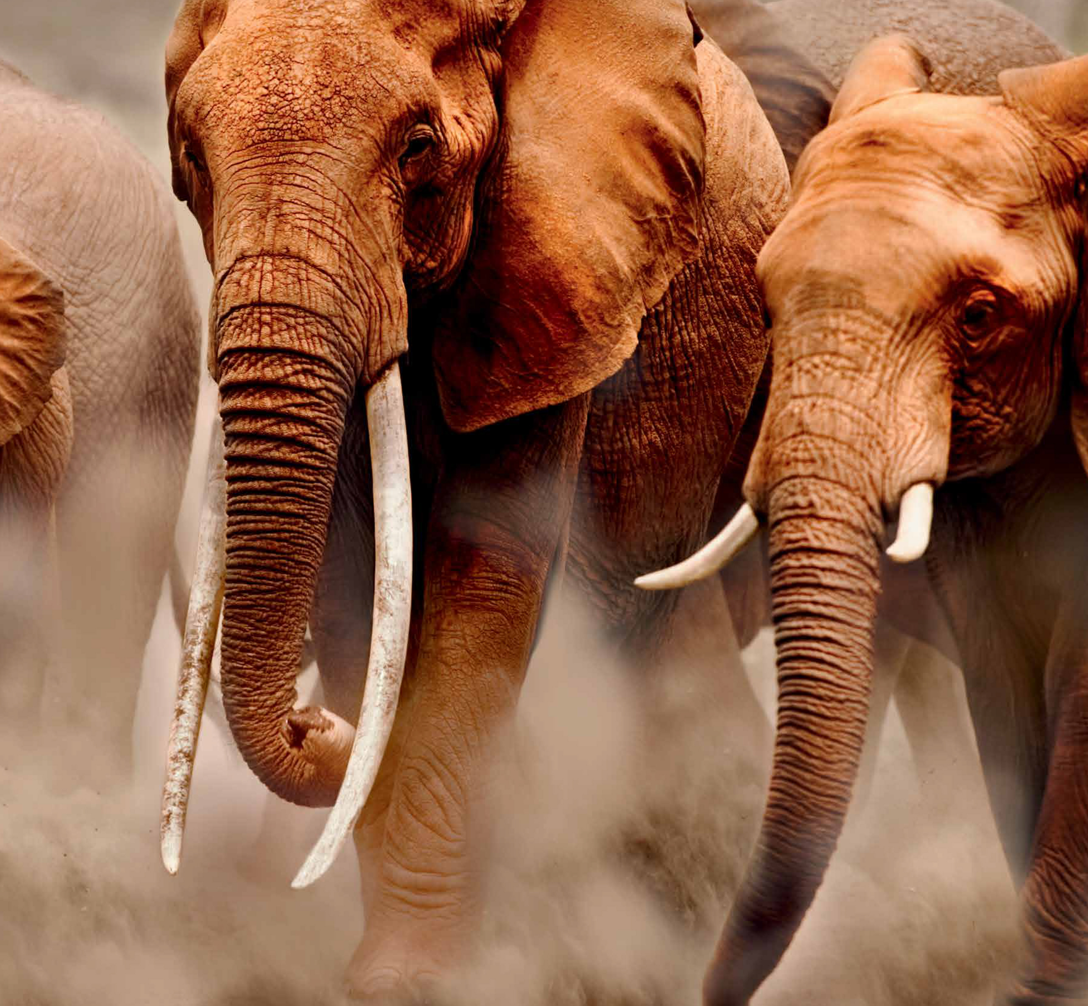 Слоны нежные гиганты. Слон Инстаграм. Слон на Шарп. Африка Инстаграм.