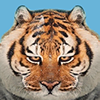 Tiger Bro's profile