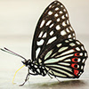 Butterfly Studio's profile