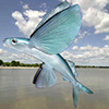 Profil von Fly Fish