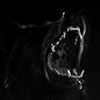 Los black lobo sin profil