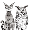 Profiel van Cat & Owl Films