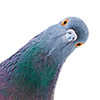Profilo di Artistic Pigeon