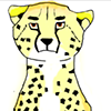 cheetah _aylshar's profile