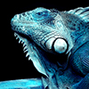 blue yguana's profile