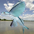 Profil Fly Fish