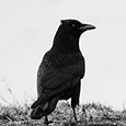 Evil Raven's profile