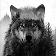 The Black Wolf's profile