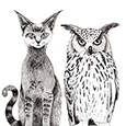 Cat & Owl Films 的个人资料