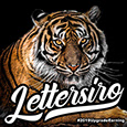 Lettersiro Studio's profile